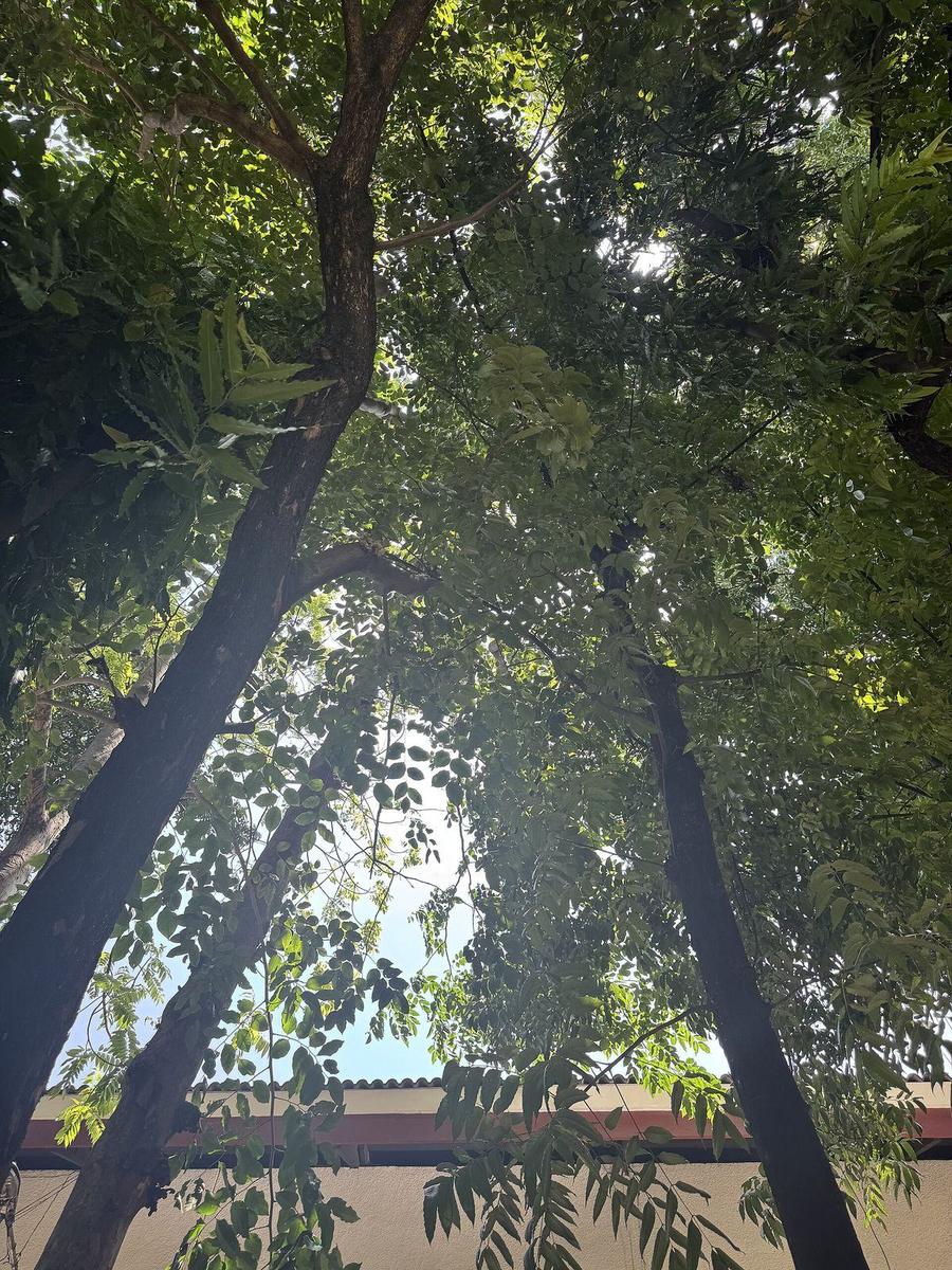Canopée d'arbres vue depuis le sol, lumière du jour à travers les feuilles