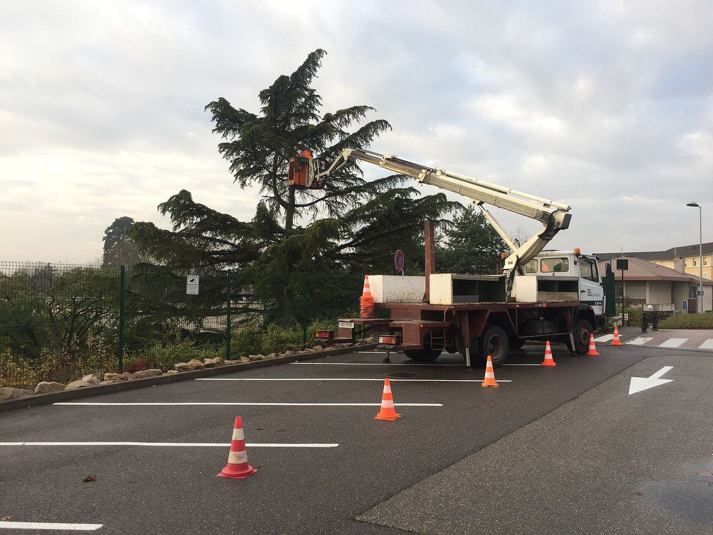 Élagage d'un cèdre depuis une nacelle avec zone balisée